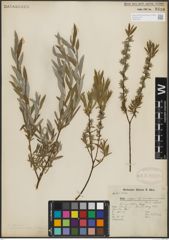 Foto von Salix repens subsp. rosmarinifolia (L.) Andersson
